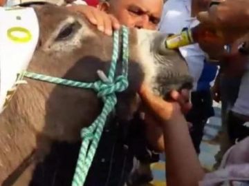 Una mujer intentando dar de "beber" cerveza a un burro por la nariz