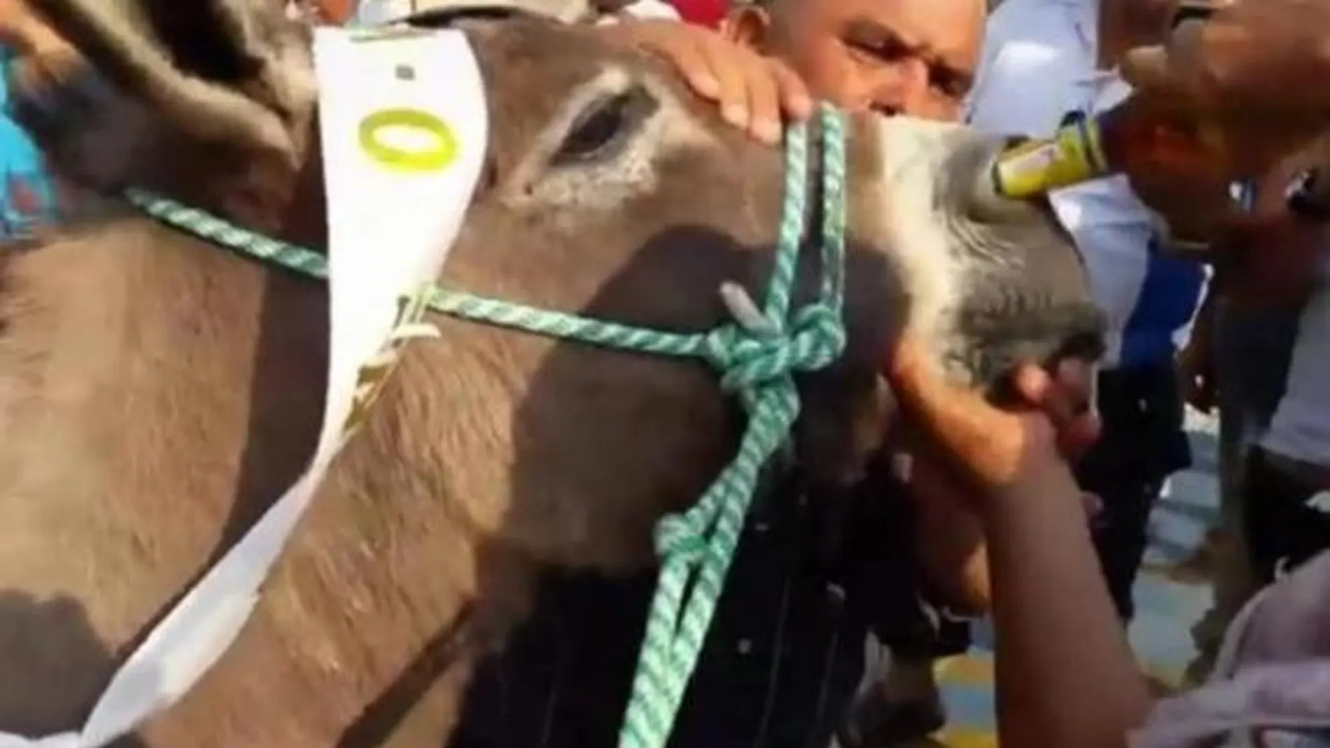 Una mujer intentando dar de "beber" cerveza a un burro por la nariz Una mujer intentando dar de "beber" cerveza a un burro por la nariz