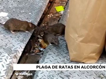 Plaga de ratas en una isla ecológica de Alcorcón