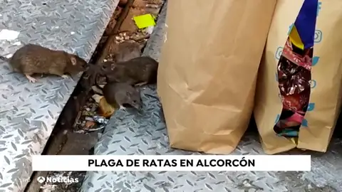 Plaga de ratas en una isla ecológica de Alcorcón ratas