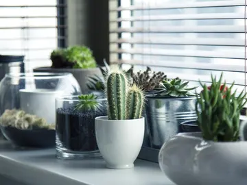 Plantas pequeñas Plantas pequeñas