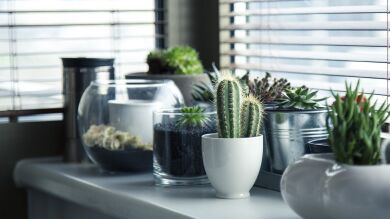 Cuáles son las características que te avisan de que una planta es venenosa para tu mascota