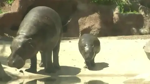 "Bernardina", uno de los 2.500 ejemplares de hipopótamo pigmeo "Bernardina", uno de los 2.500 ejemplares de hipopótamo pigmeo