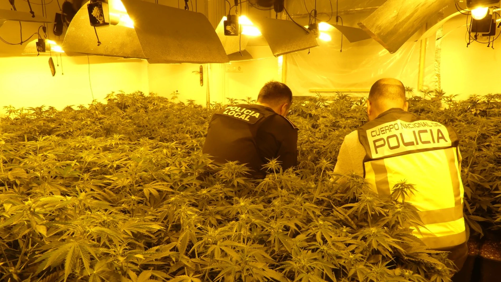 Agentes de la Policía Local y Policía Nacional en la plantación de marihuana desmantelada en Elche. Agentes de la Policía Local y Policía Nacional en la plantación de marihuana desmantelada en Elche.