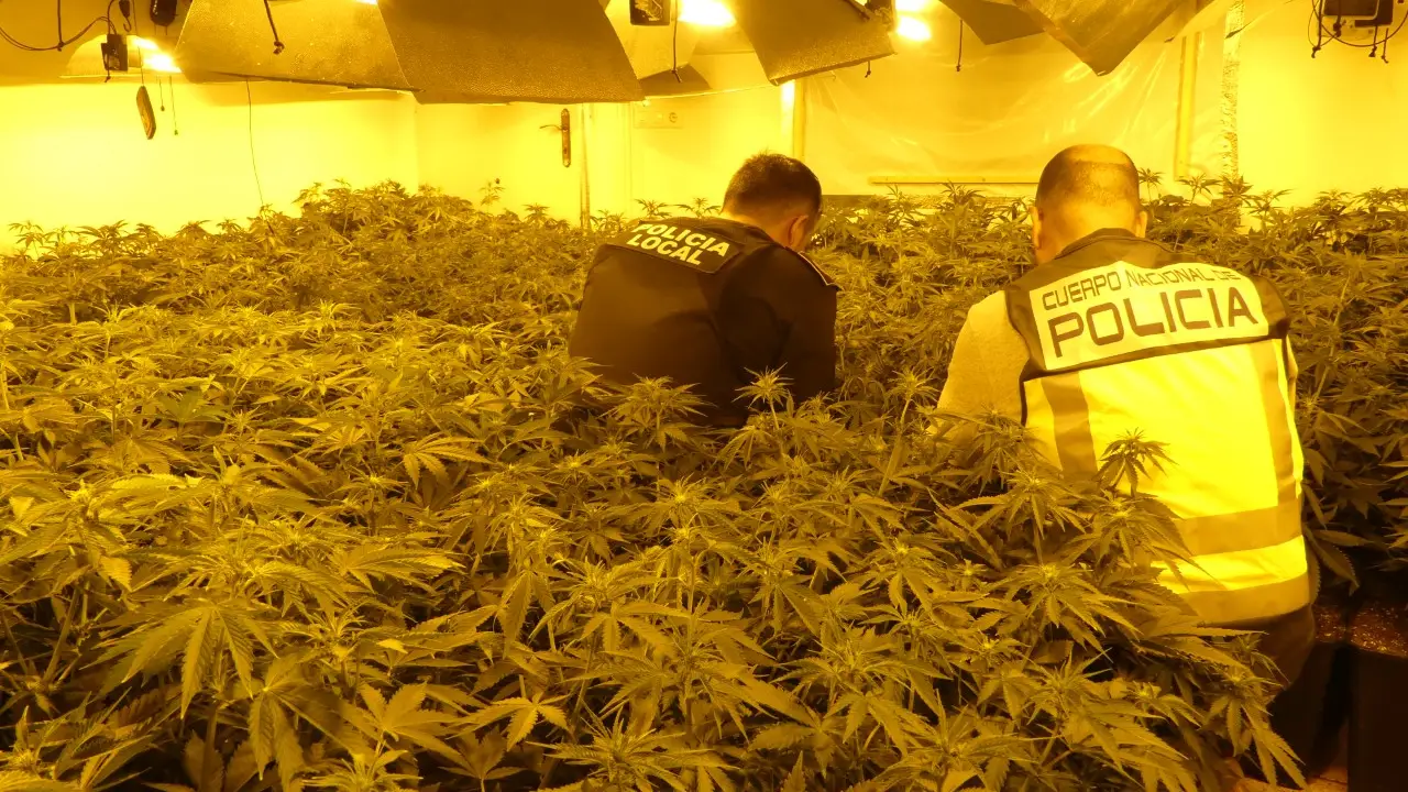 Agentes de la Policía Local y Policía Nacional en la plantación de marihuana desmantelada en Elche. Agentes de la Policía Local y Policía Nacional en la plantación de marihuana desmantelada en Elche.