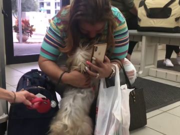 Una mujer se reúne con su perro perdido Una mujer se reúne con su perro perdido