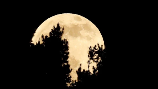 La luna se esconde tras los árboles durante el eclipse penumbral La luna se esconde tras los árboles durante el eclipse penumbral