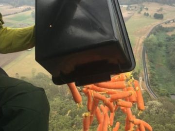 Lanzan zanahorias para alimentar animales en Australia