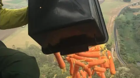 Lanzan zanahorias para alimentar animales en Australia Twitter Matt Kean