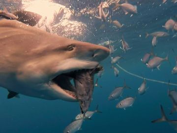 Tiburones alimentándose Tiburones alimentándose
