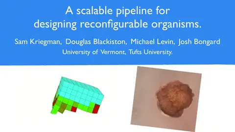 Así funcionan los biobots Así funcionan los biobots