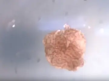 Biobot creado por científicos de Estados Unidos Biobot creado por científicos de Estados Unidos