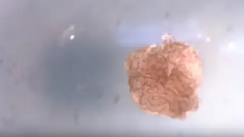 Biobot creado por científicos de Estados Unidos Biobot creado por científicos de Estados Unidos