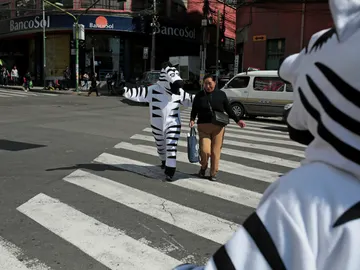 Vuelven las cebras a Bolivia para concienciar a los peatones Vuelven las cebras a Bolivia para concienciar a los peatones