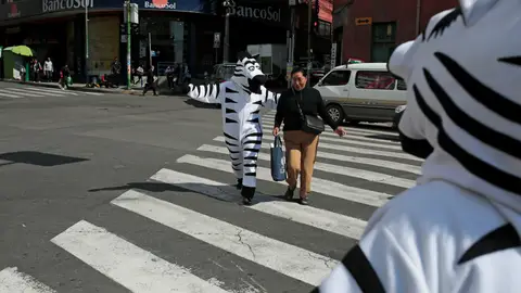 Vuelven las cebras a Bolivia para concienciar a los peatones Vuelven las cebras a Bolivia para concienciar a los peatones
