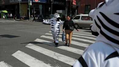 Cebras en los pasos de peatones de Bolivia para concienciar sobre la seguridad vial 