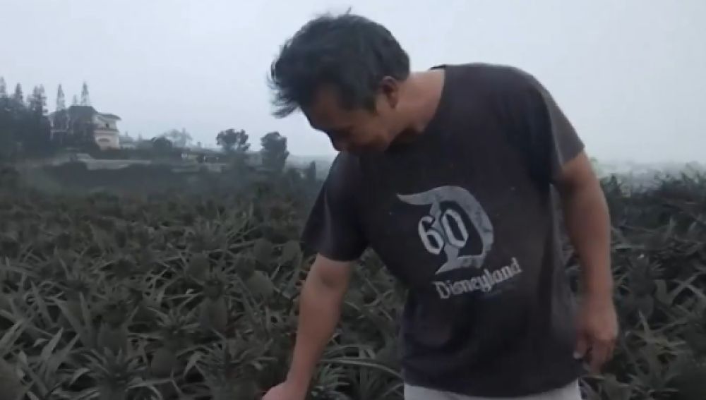 Las cenizas del volcán Taal de Filipinas arruinan las cosechas de los alrededores 