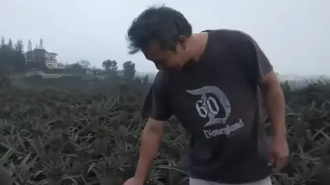 Las cenizas del volcán Taal de Filipinas arruinan las cosechas de los alrededores Las cenizas del volcán Taal de Filipinas arruinan las cosechas de los alrededores