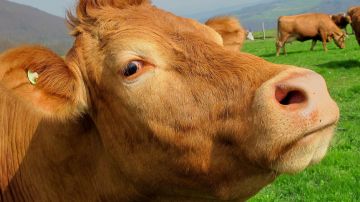 Vaca