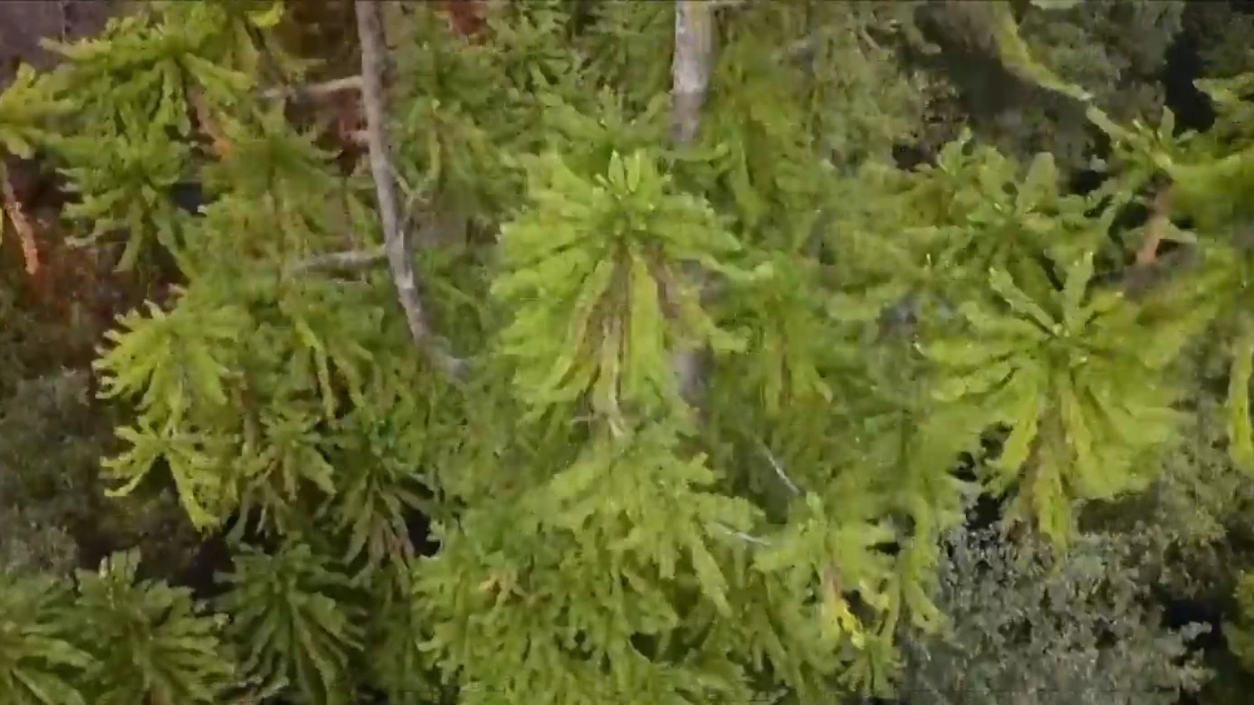 Árboles milenarios en Australia que son preservados de las llamas Árboles milenarios en Australia que son preservados de las llamas