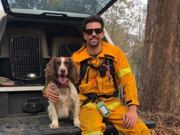 Taylor, el perro que ayuda a rescatar koalas en Australia