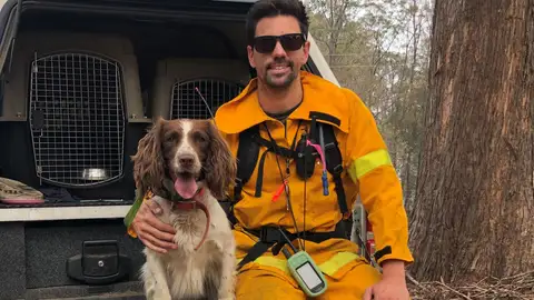 Taylor, el perro que ayuda a rescatar koalas en Australia Taylor, el perro que ayuda a rescatar koalas en Australia