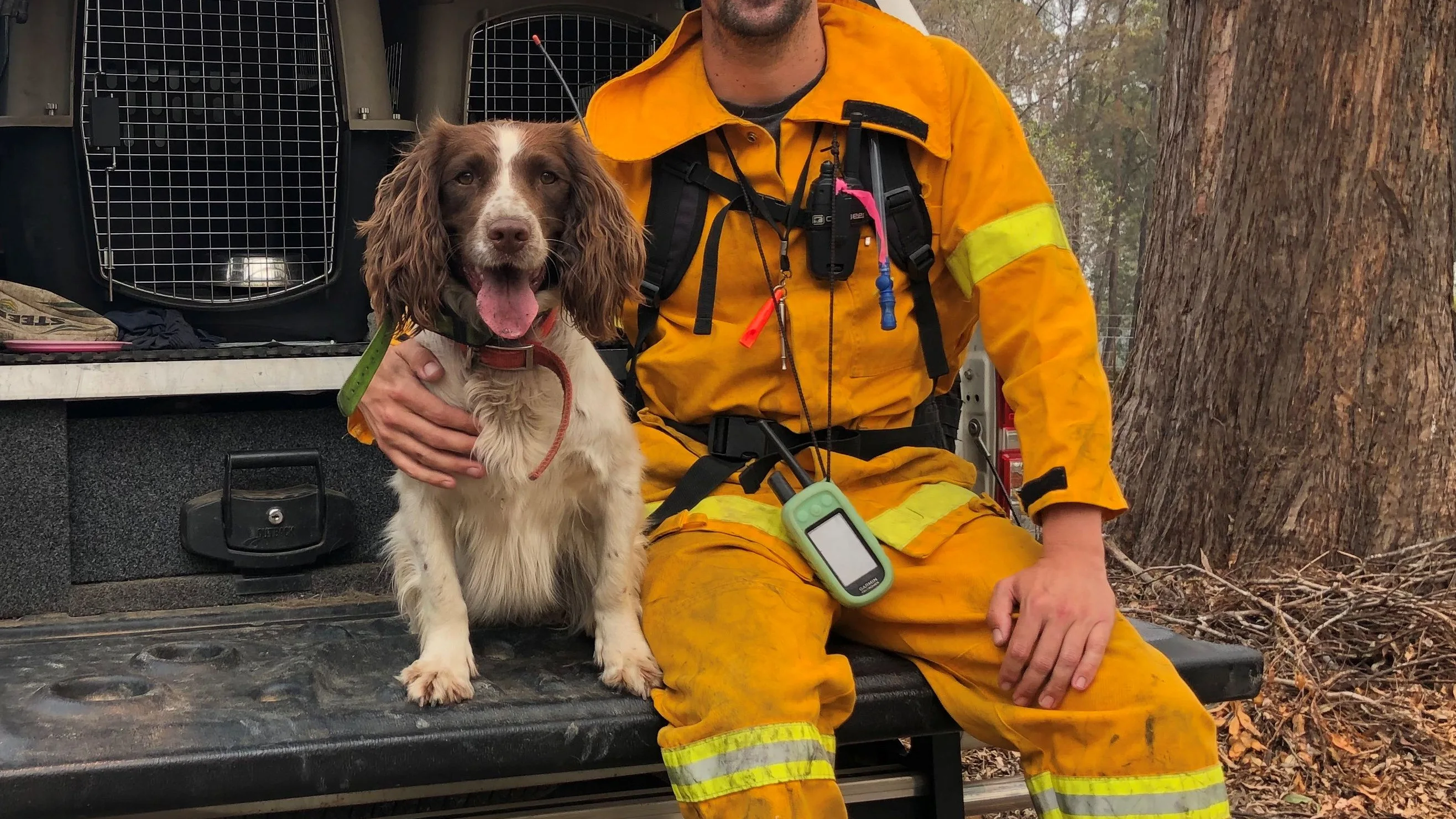 Taylor, el perro que ayuda a rescatar koalas en Australia