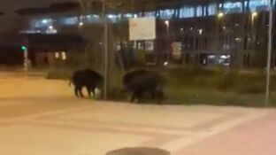El sorprendente v&iacute;deo de dos jabal&iacute;es andando por Las Tablas, Madrid