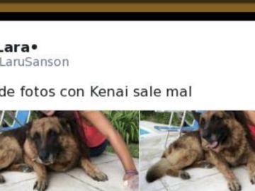 Se quiso sacar un selfie con un pastor alemán y la cosa acabó terriblemente mal Se quiso sacar un selfie con un pastor alemán y la cosa acabó terriblemente mal