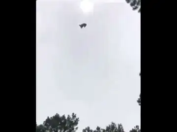 Lanzan un cerdo desde un helicóptero a una piscina Lanzan un cerdo desde un helicóptero a una piscina