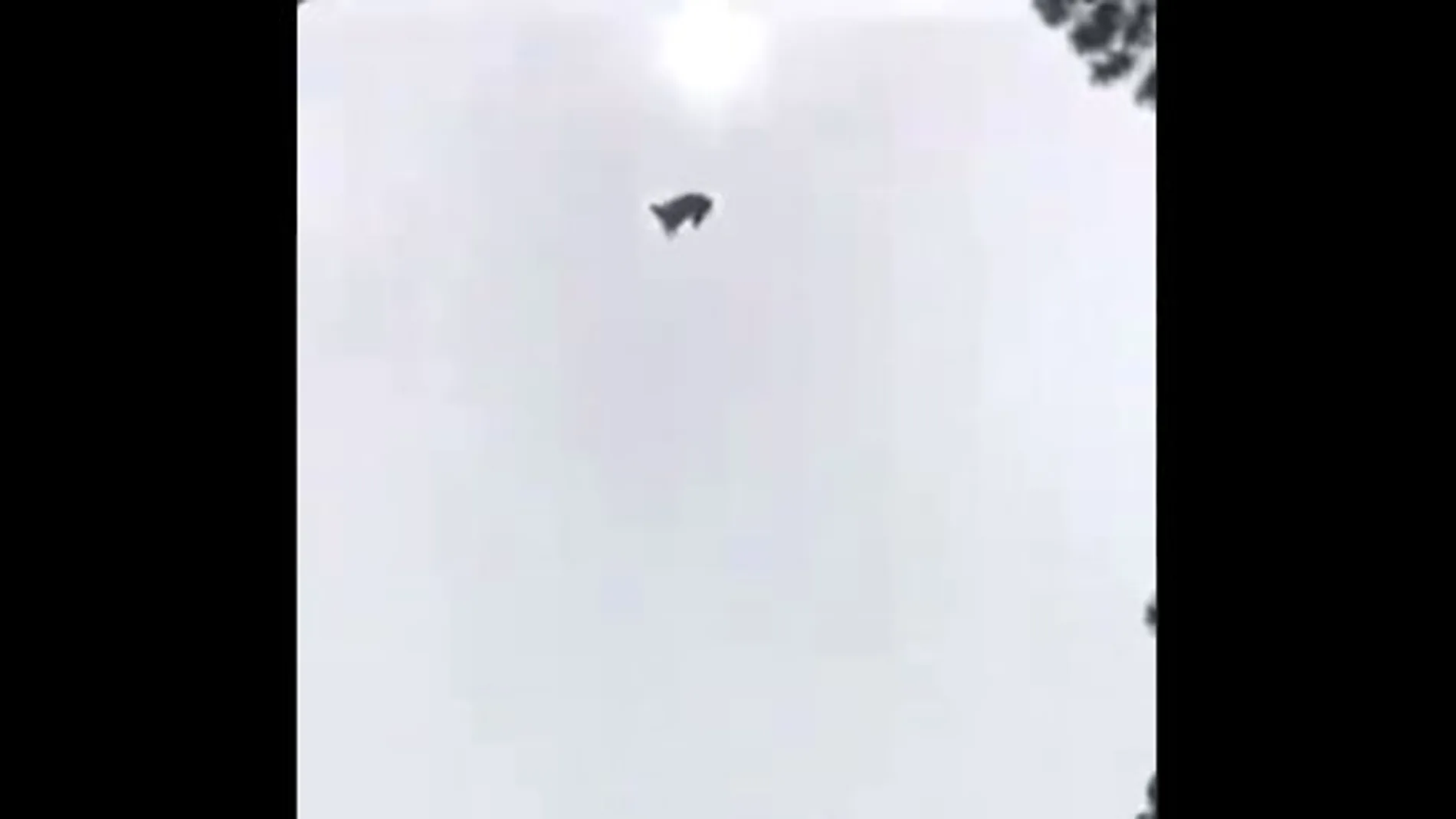 Lanzan un cerdo desde un helicóptero a una piscina Lanzan un cerdo desde un helicóptero a una piscina