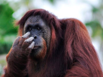 Orangutan Orangutan