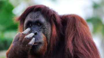 Orangutan
