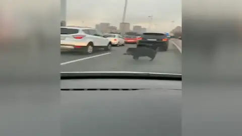 La Comunidad de Madrid autoriza al Ayuntamiento a capturar jabalíes tras las invasiones en carreteras principales de la capital La Comunidad de Madrid autoriza al Ayuntamiento a capturar jabalíes tras las invasiones en carreteras principales de la capital