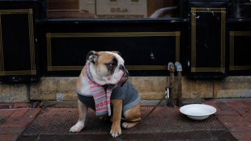 Perro fuera del restaurante Perro fuera del restaurante