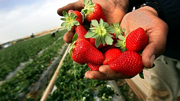 Recogida de fresas Recogida de fresas