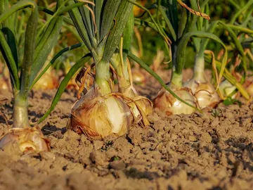Cebolla en el huerto Cebolla en el huerto