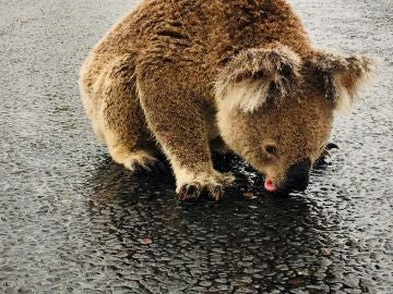 Imagen de un koala bebiendo agua en Australia sobre el asfalto