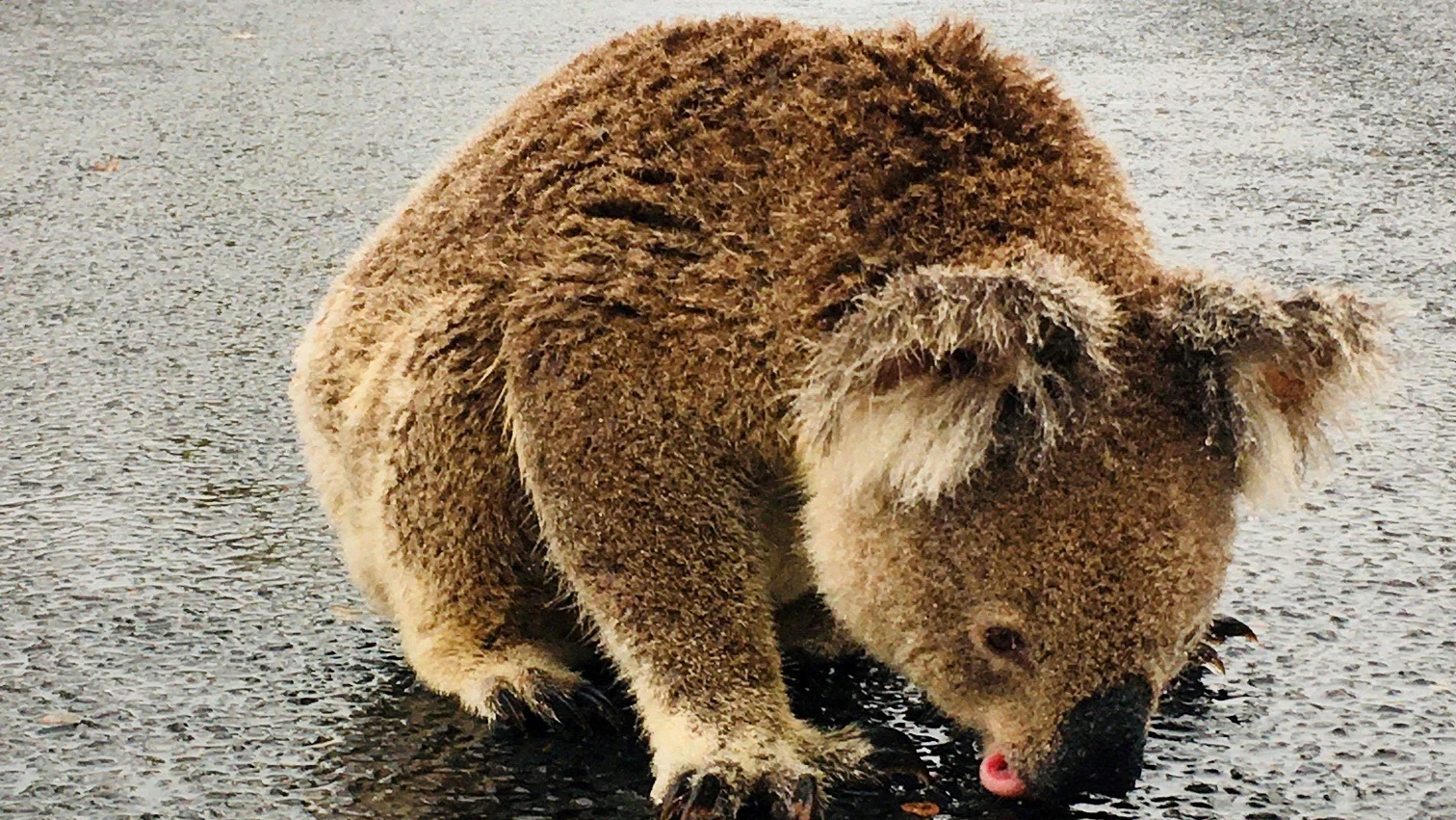 Imagen de un koala bebiendo agua en Australia sobre el asfalto