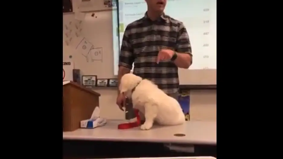 Profesor Estados Unidos Profesor Estados Unidos