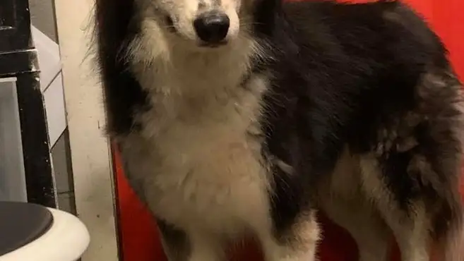 Husky abandonada Estados Unidos Husky abandonada Estados Unidos