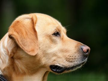 Imagen de archivo de un perro. 