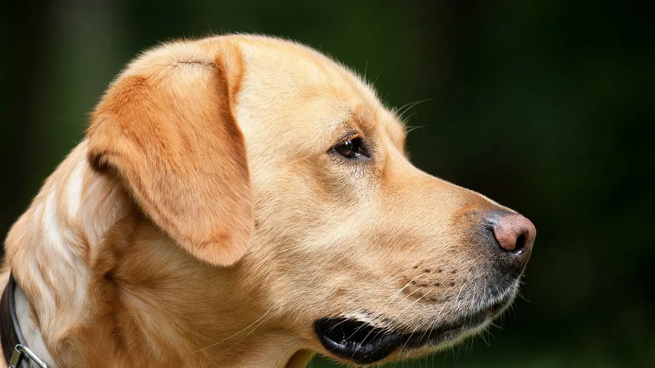 Imagen de archivo de un perro. Imagen de archivo de un perro.