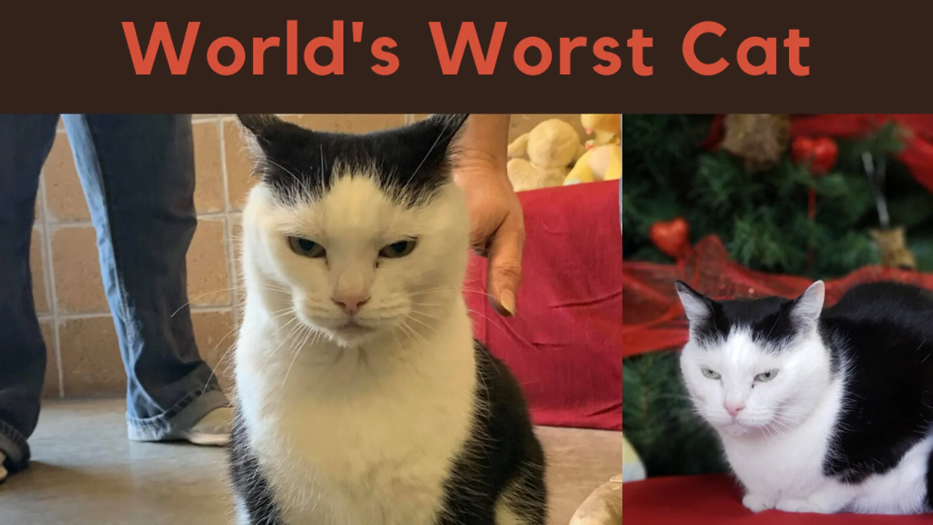 'La peor gata del mundo' 'La peor gata del mundo'