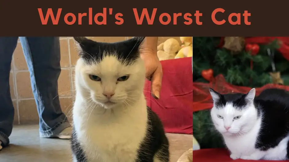 'La peor gata del mundo' 'La peor gata del mundo'
