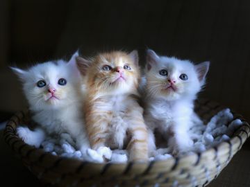 Tres gatitos (archivo) Tres gatitos (archivo)