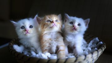 Tres gatitos (archivo)