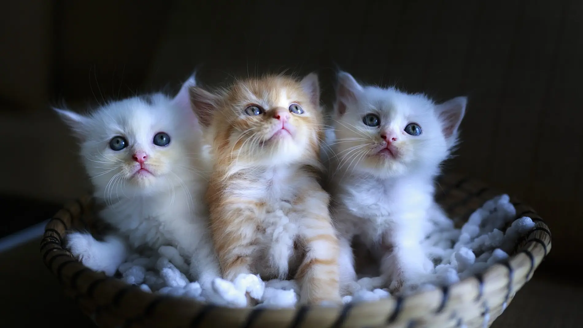 Tres gatitos (archivo)