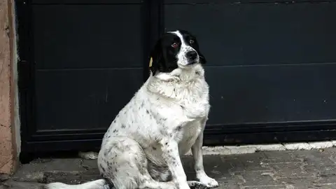 Perros Perros