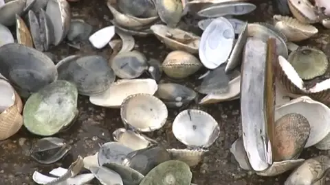 El aumento de agua por el temporal provoca que las almejas gallegas mueran asfixiadas El aumento de agua por el temporal provoca que las almejas gallegas mueran asfixiadas